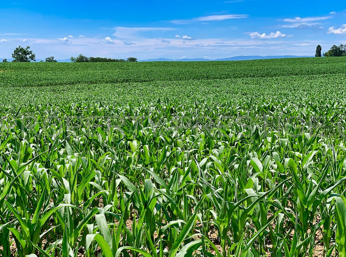 Exploitation agricole
